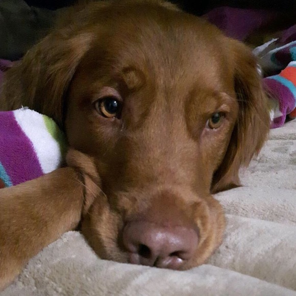 Meet your Posher, Haidyn - Picture 1 of 1